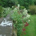Centranthus ruber en melange